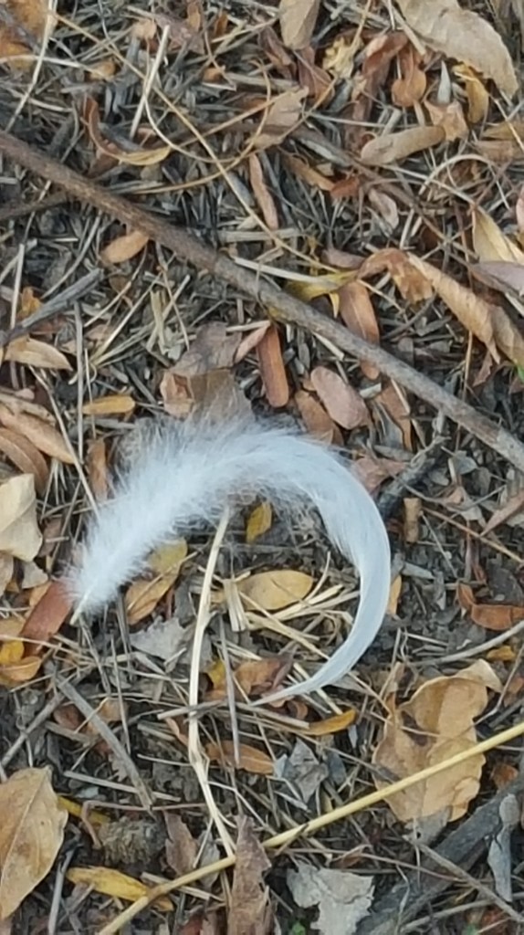 Picture of a feather