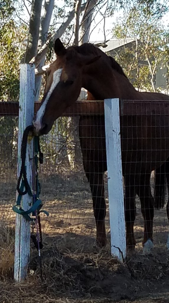Noble showing me where his halter is hung