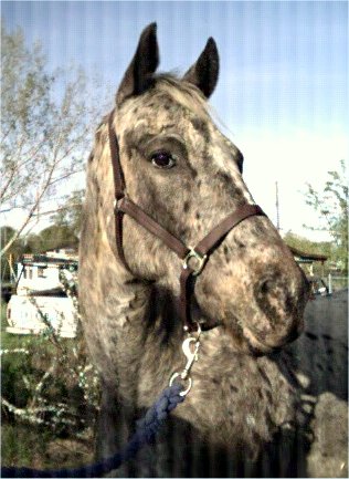 Picture of Nash's head