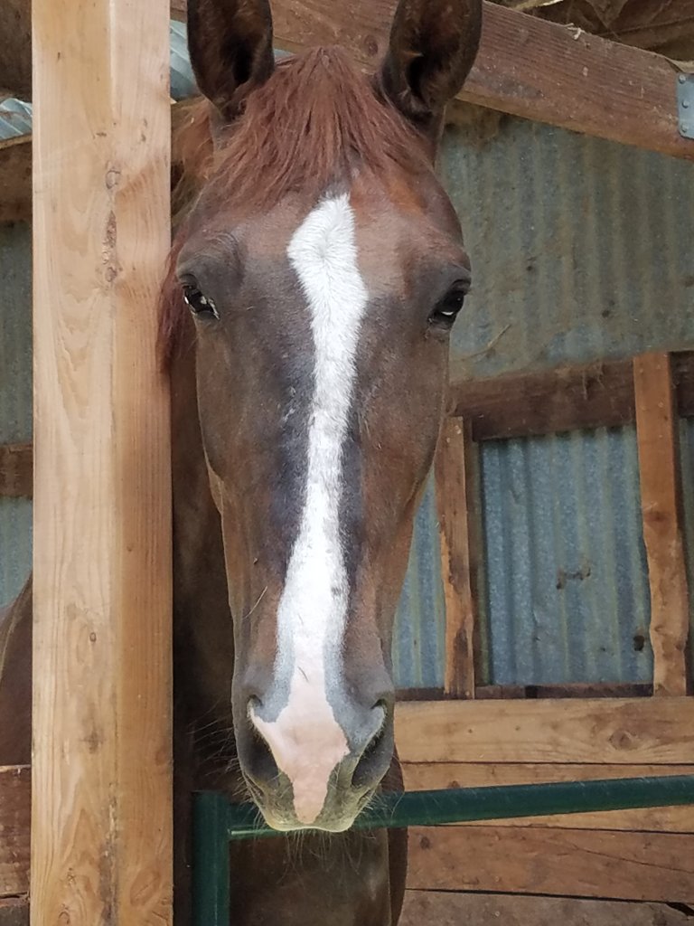 Photo of Noble's face